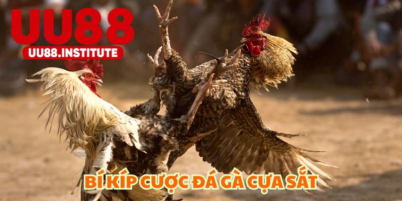 Bí kíp đặt cược chọi gà cựa sắt bất bại