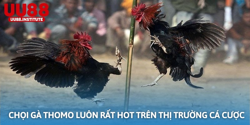 Chọi gà Thomo luôn rất hot trên thị trường cá cược