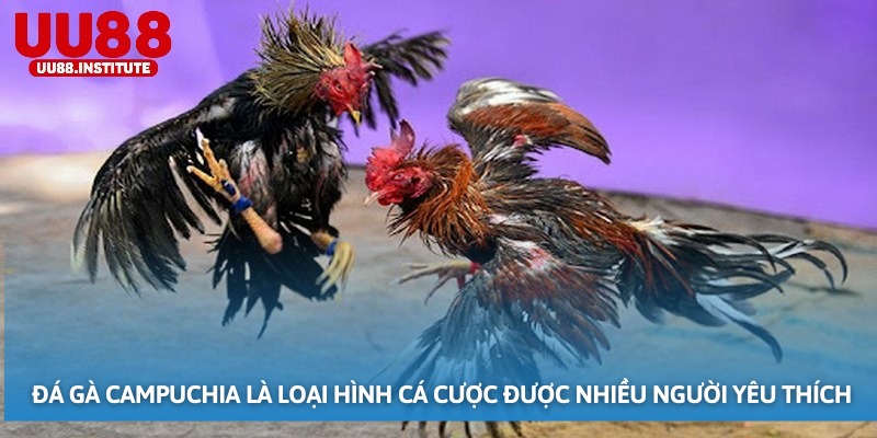 Đá gà Campuchia là loại hình cá cược được nhiều người yêu thích