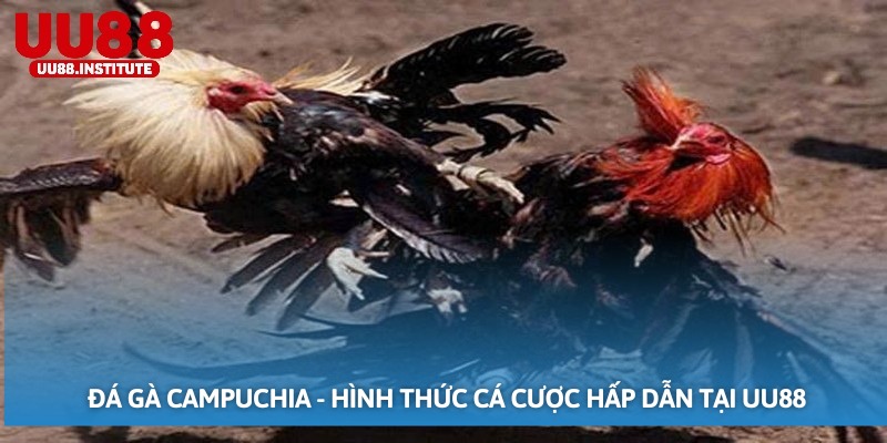 Đá Gà Campuchia - Hình Thức Cá Cược Hấp Dẫn Tại UU88