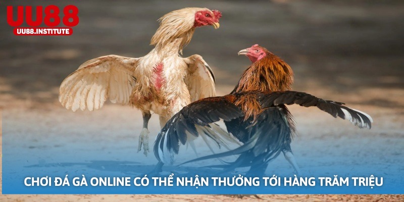 Chơi đá gà online có thể nhận thưởng tới hàng trăm triệu
