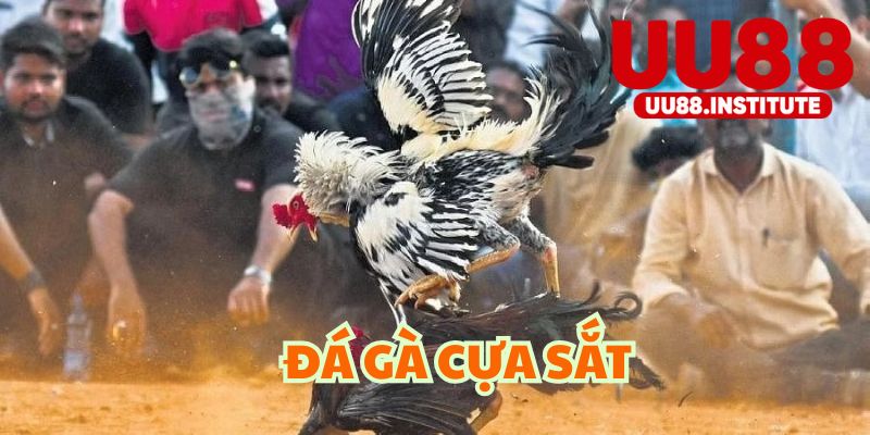 Đá Gà Cựa Sắt Là Gì? Khám Phá Luật Chơi Và Mẹo Hay