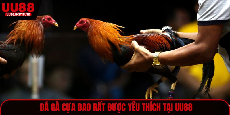 Đá gà cựa dao rất được yêu thích tại UU88