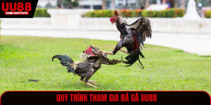 Quy trình tham gia đá gà UU88