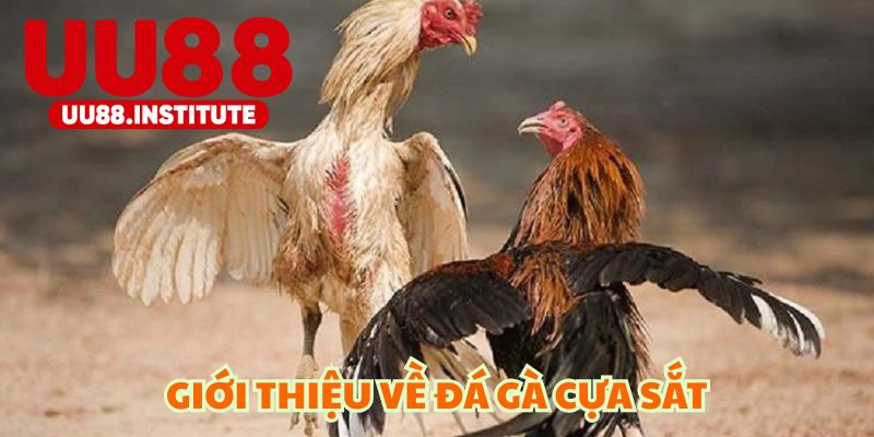 Giới thiệu về đá cựa sắt tổng quan