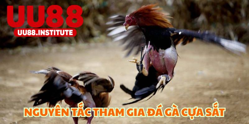 Nguyên tắc tham gia cược đá gà cựa sắt online